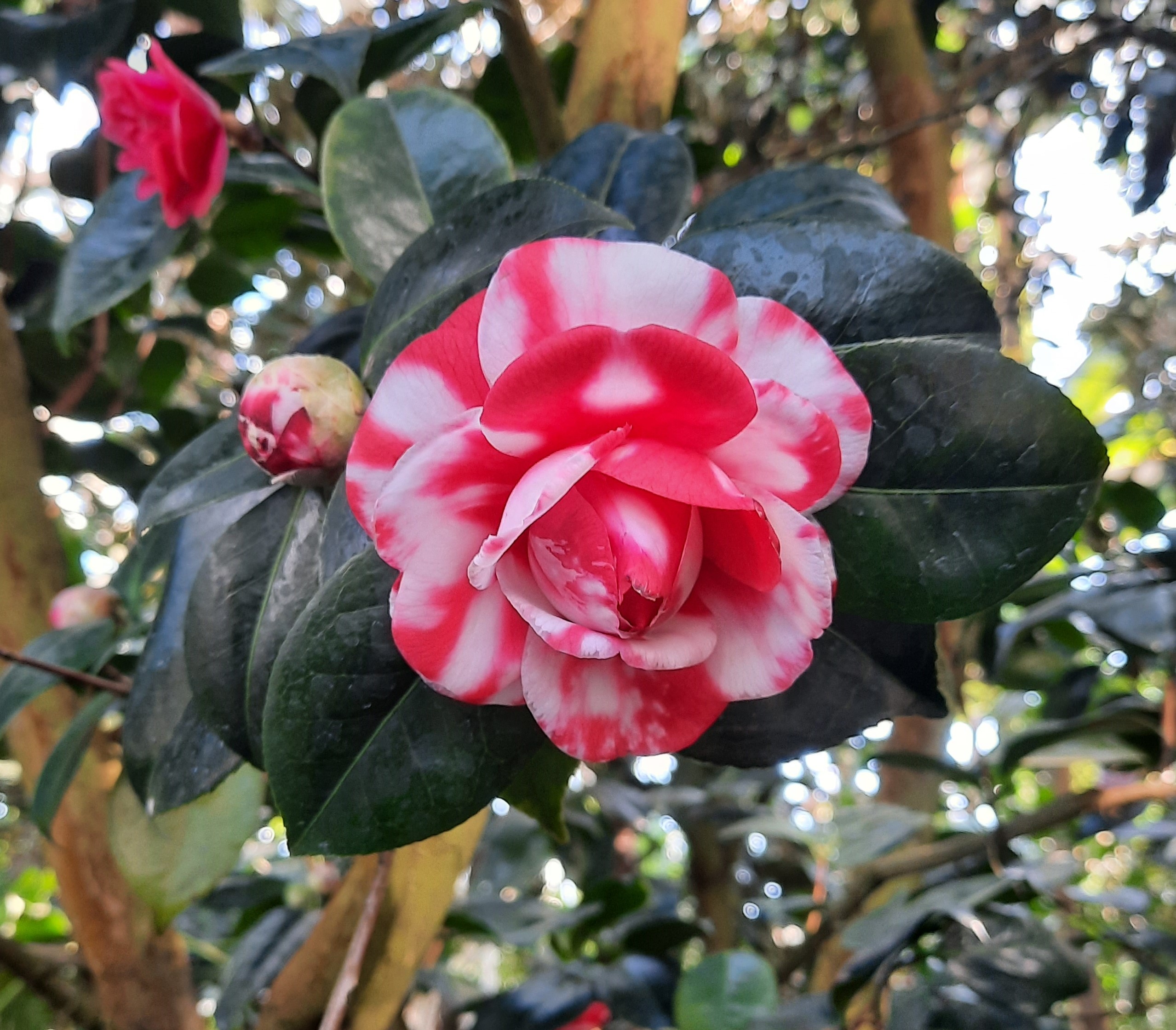 Koranalleenmoslim🌹